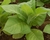 Tobacco plant_tiny